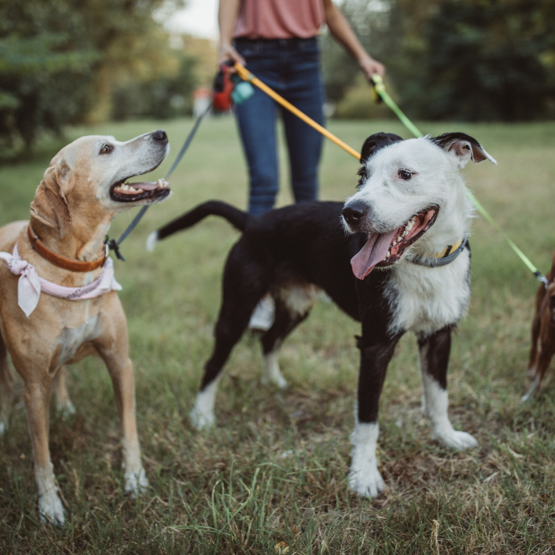 group dog walking