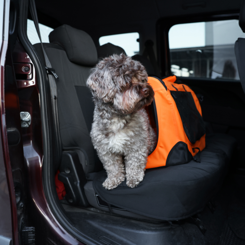 dog transport dog transport