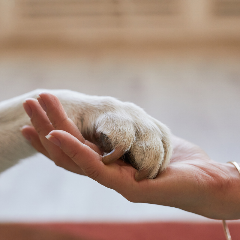 paw in hand