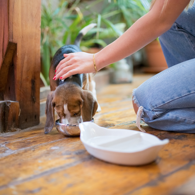 in-home care in-home care