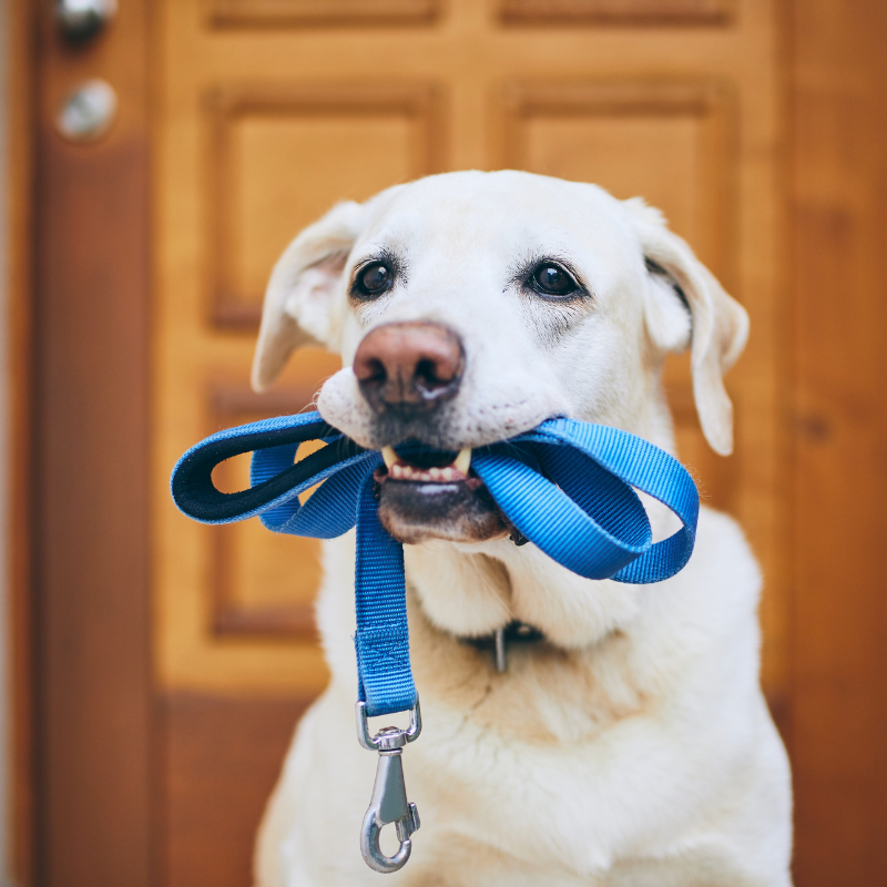 private one on one dog walks
