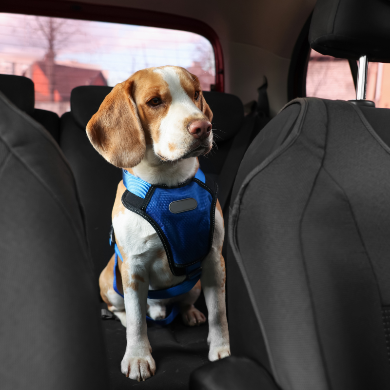 pet transport pet transport