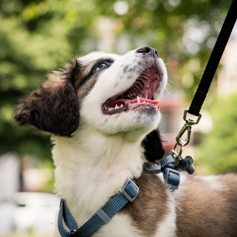 Schedule a Puppy Visit