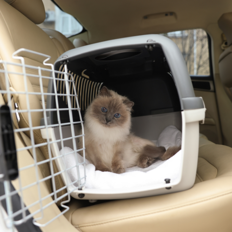 cat transport services cat transport services